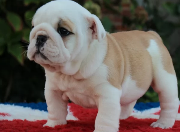 magnifici cuccioli di Bulldog Inglese | Foto 0