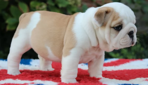 magnifici cuccioli di Bulldog Inglese