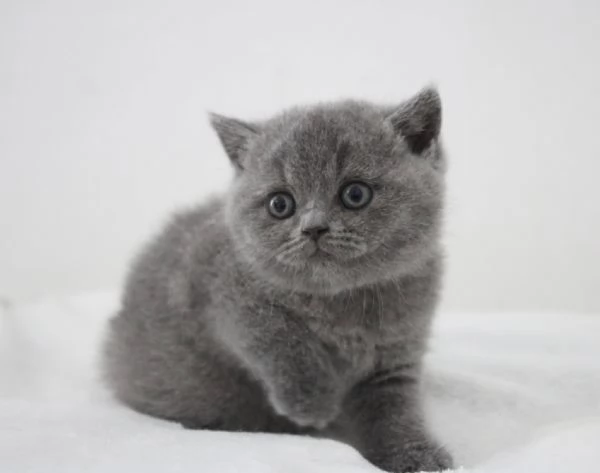 British Shorthair maschio e femmina | Foto 0