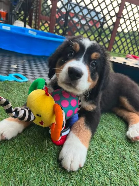 Simpatici cuccioli di montagna bernese 