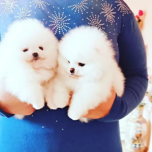 Regalo Cuccioli di pomerania maschio o femmina!!