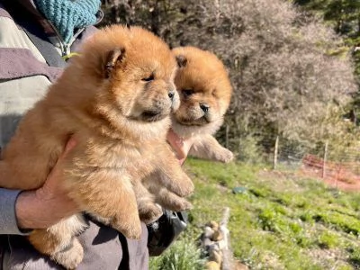 Regalo cuccioli di chow chow femminucce e maschietti 