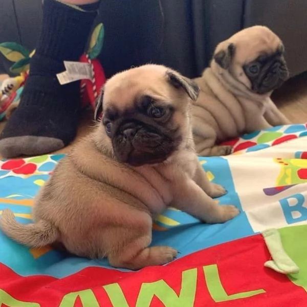 regalo teneri Cuccioli di Carlino Disponibili