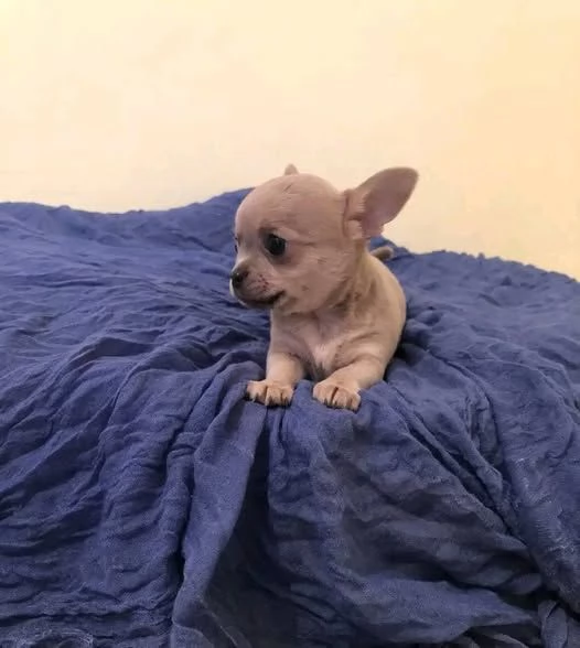regalo Chichuahua Cuccioli maschi e femmine 