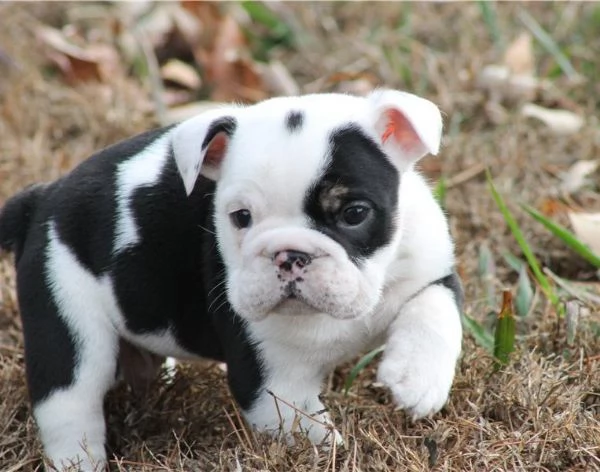 Regalo Disponibili cuccioli di Bouledogue Inglese.