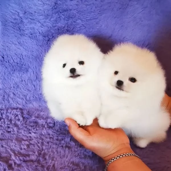 Adorabile cucciolo di pomerania per l'adozione!!