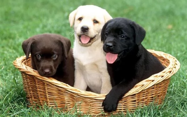 Regalo Cuccioli di Labrador cioccolato
