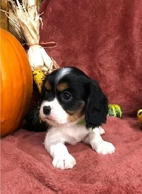 Regalo Bellissimi Cavalier king Charles Spaniel Maschi