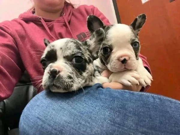 Regalo cucciolata di bouledogue francese,