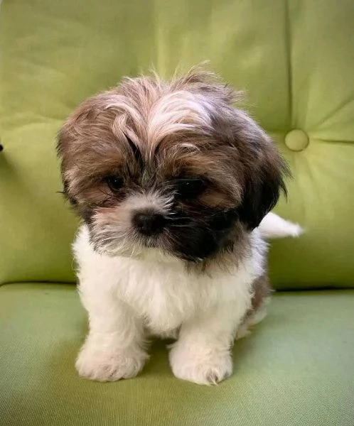 Vendita cuccioli Shih Tzu