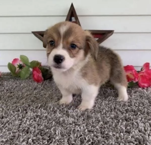 Vendo cuccioli di welsh corgi