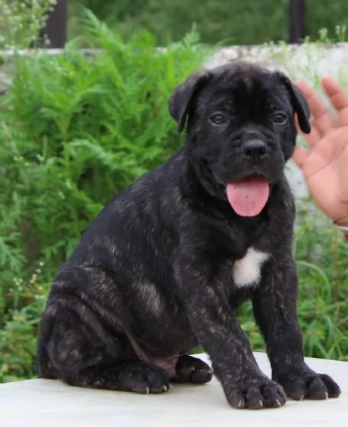 Vendo cuccioli di cane corso.