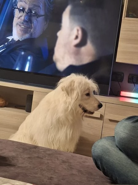 Regalo cane simil maremmano 