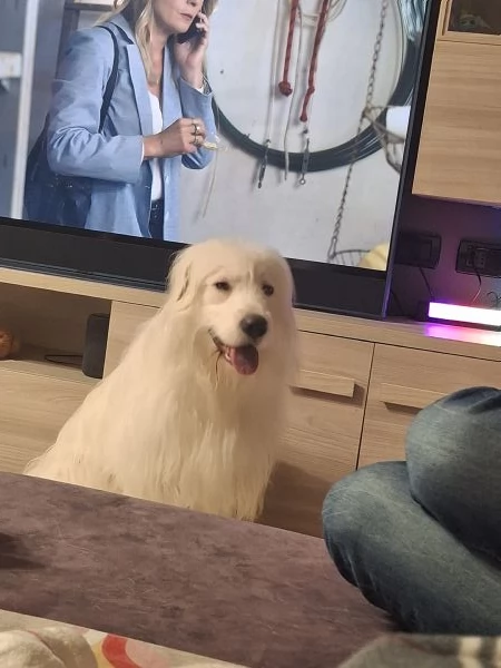 Regalo cane simil maremmano  | Foto 2