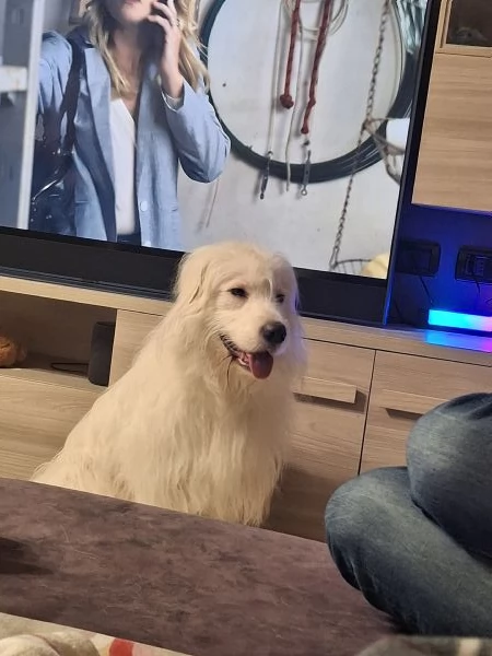 Regalo cane simil maremmano  | Foto 0