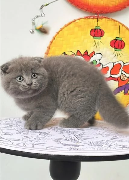 Due British shorthair | Foto 0