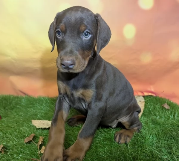 Bellissimi cuccioli di Dobermann
