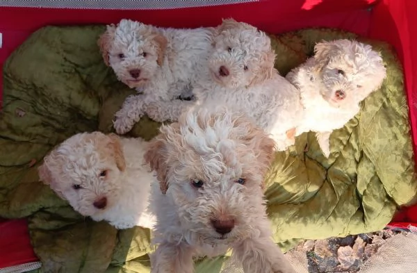 Cuccioli di lagotto romagnolo con pedegree