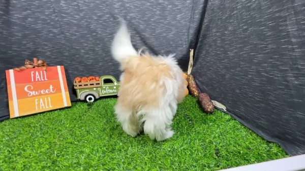 Shih tzu (Macy) | Foto 1