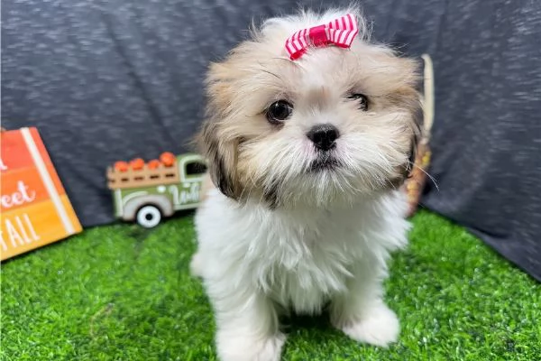 Shih tzu (Macy)