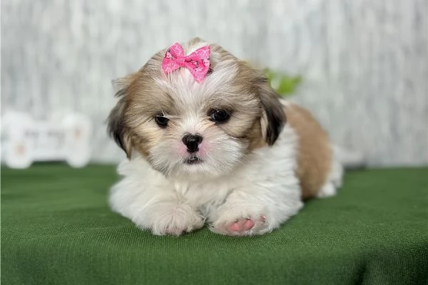 Shih tzu (Macy) | Foto 0
