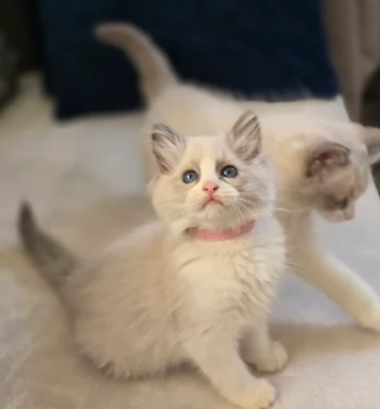 Adorabili gattini Ragdoll | Foto 1