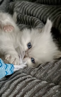 Adorabili gattini Ragdoll | Foto 0