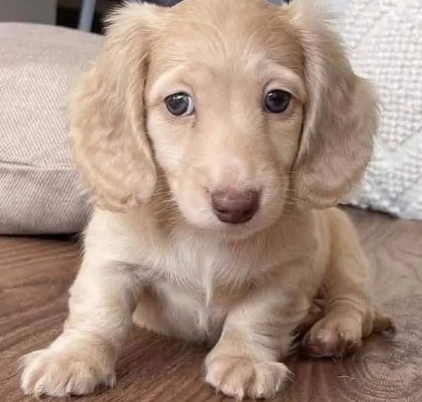  Regalo bassotto nana (cuccioli maschio e femmina)