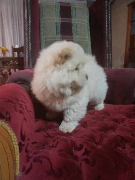 Regalo Chow Chow (cuccioli maschio e femmina) | Foto 0