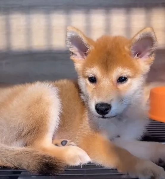 Regalo Shiba Inu (cuccioli maschio e femmina) | Foto 0
