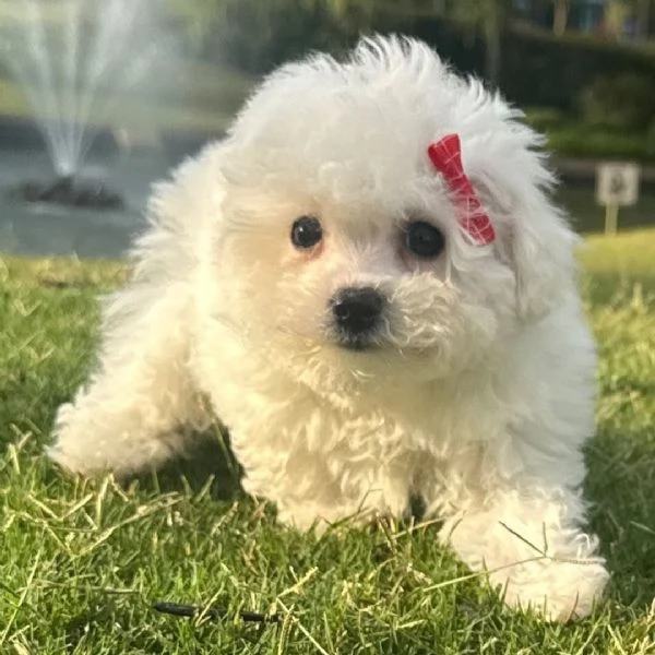 Bolognese (cuccioli maschio e femmina) | Foto 0