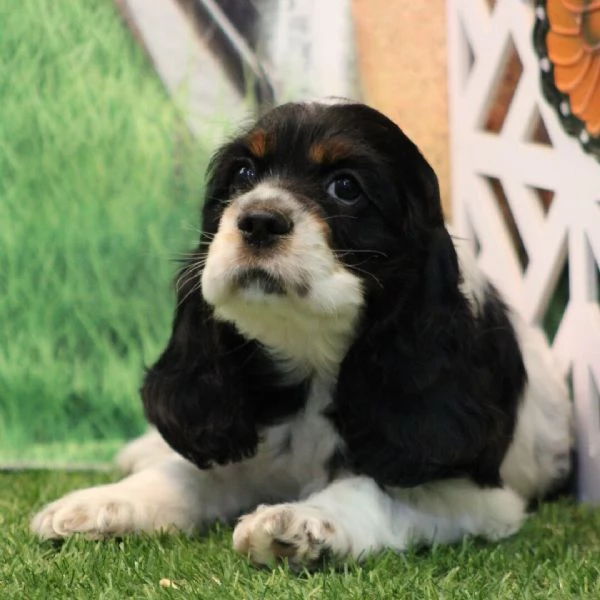 Regalo Cocker spaniel (cuccioli maschio e femmina)