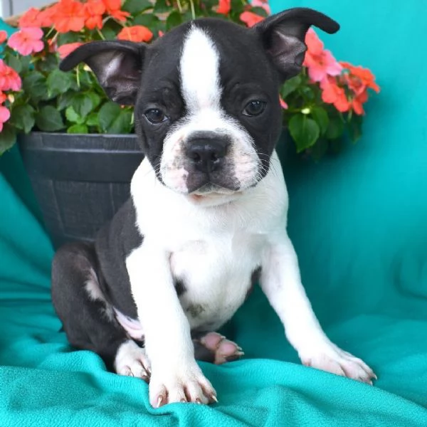 Boston terrier (cuccioli maschio e femmina) | Foto 0
