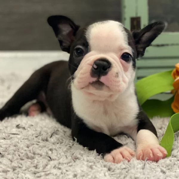 Boston terrier (cuccioli maschio e femmina)