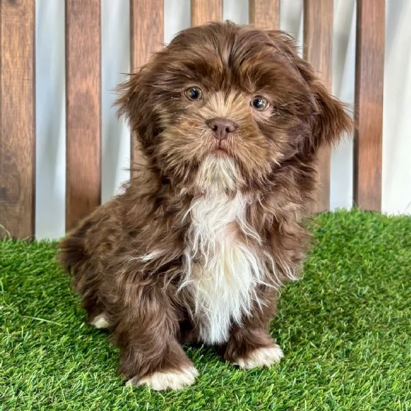 Maltipoo (cuccioli maschio e femmina)