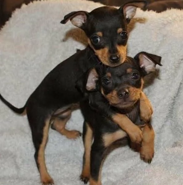 Regalo Pinchers (cuccioli maschio e femmina)