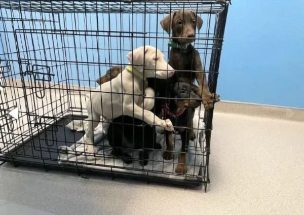 Regalo 2mesi e 4mesi Dobbermann disponibili (cuccioli maschio e femmina) | Foto 0
