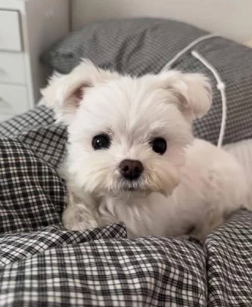 Maltese (cuccioli maschio e femmina)