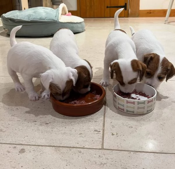 Jack Russell (cuccioli maschio e femmina)