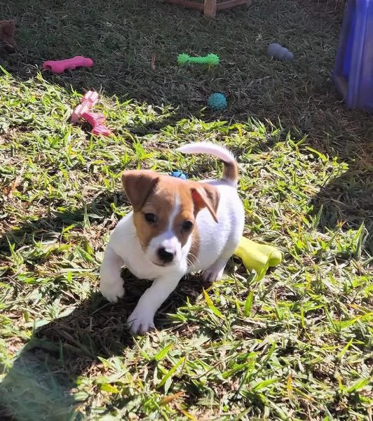 Jack Russell (cuccioli maschio e femmina)