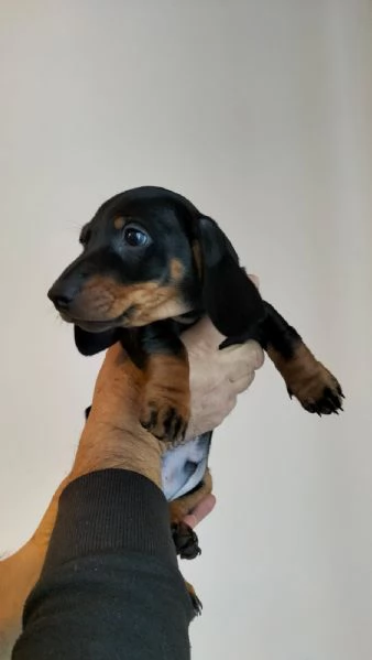 bassottino superaffettuoso