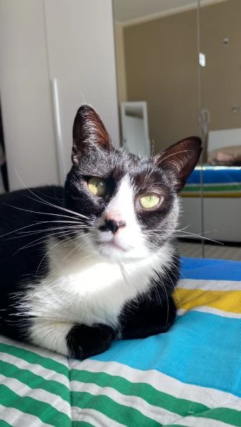 Cerco casa per due gattini