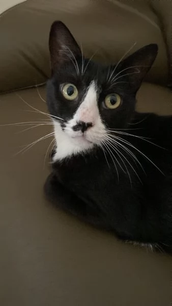 Cerco casa per due gattini | Foto 5