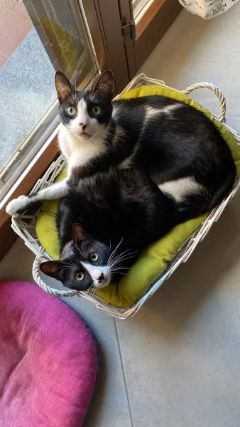 Cerco casa per due gattini | Foto 4