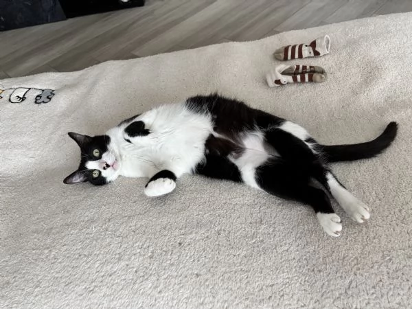 Cerco casa per due gattini | Foto 3