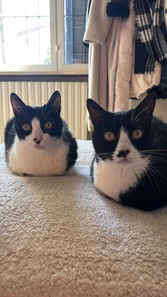 Cerco casa per due gattini | Foto 2