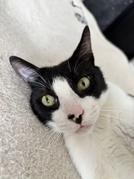 Cerco casa per due gattini | Foto 1