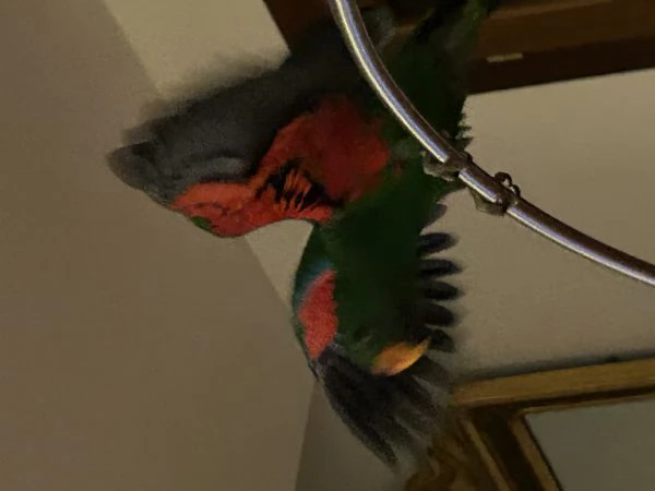 Pappagallo Eclepto maschio | Foto 4