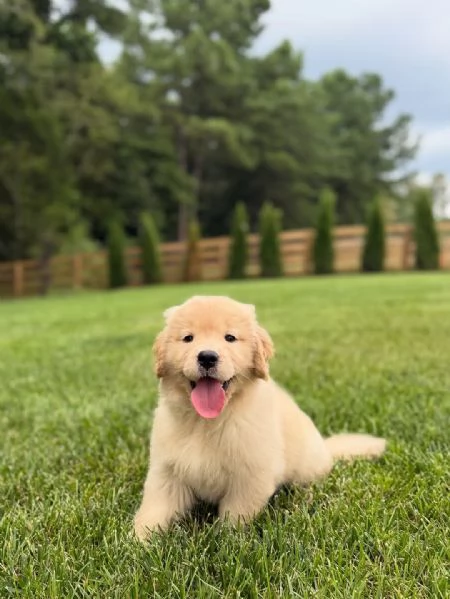 Cuccioli di golden retriever con pedigree | Foto 2