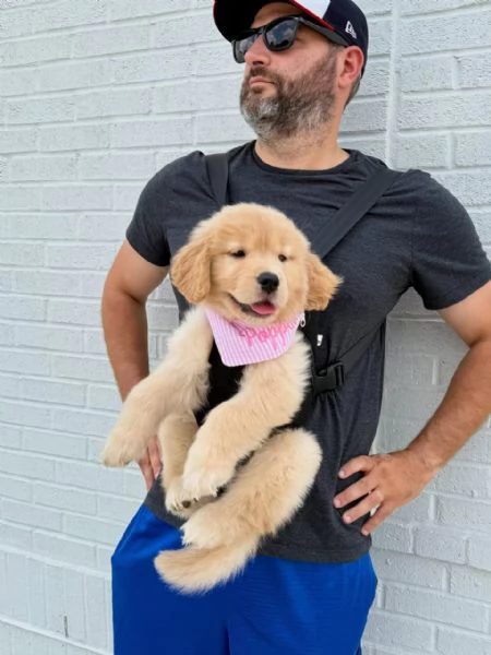 Cuccioli di golden retriever con pedigree | Foto 0